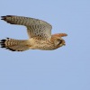 Postolka obecna - Falco tinnunculus - Eurasian Kestrel 8668